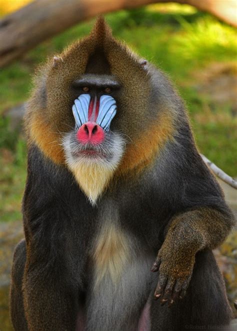 Mandrill Monkey – Caps for Sale