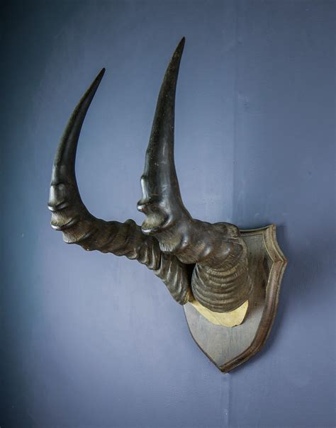 African Western hartebeest horns and skull cap AHS264 | Antlers Horns and Skulls