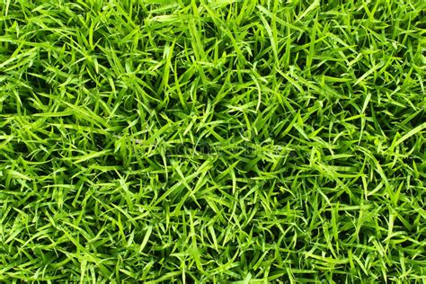 Grass Seamless Pattern (2 of 2). Stock Image - Image of herb, build: 8632803