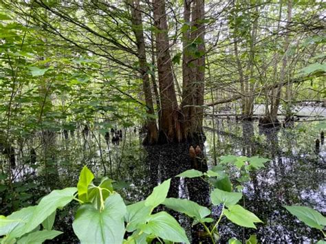 10 Best Hikes and Trails in Great Dismal Swamp National Wildlife Refuge ...