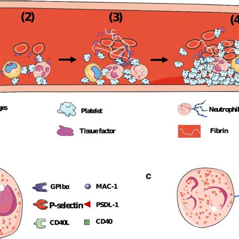 The mechanism via which leukocytes promote thrombus formation in... | Download Scientific Diagram