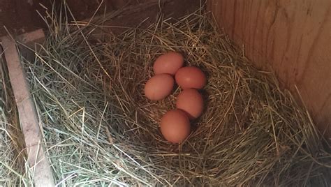 Beautiful Barred Rock Eggs | BackYard Chickens - Learn How to Raise Chickens