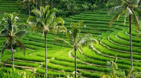 The most beautiful rice fields in Bali | thingstodoinbali.com