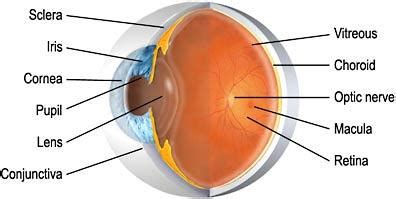 Eye Anatomy Kogarah | Cross Section of Eye Wollongong | Sydney