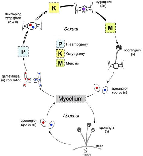 Figure 1 from Functional characterization of the mevalonate-isoprenoid biosynthesis pathway ...