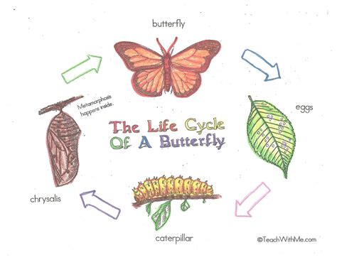 Butterfly Life Cycle Poster Charts | Butterfly life cycle posters, Butterfly life cycle, Life cycles