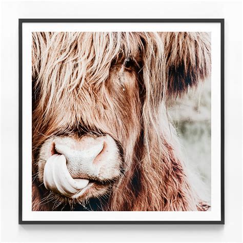 Irvine Highland Cow | Framed Print or Canvas Wall Art | 41 Orchard