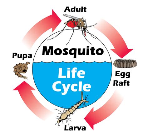 Using the Mosquito Life Cycle to Hit'em Where it Hurts - Mosquito Tek LLC