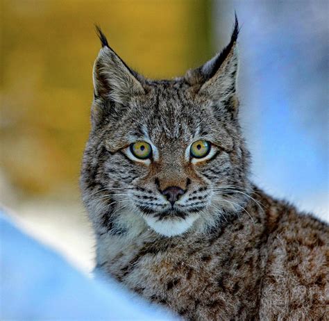 Bobcat Head Study Photograph by Running Brook Galleries | Pixels