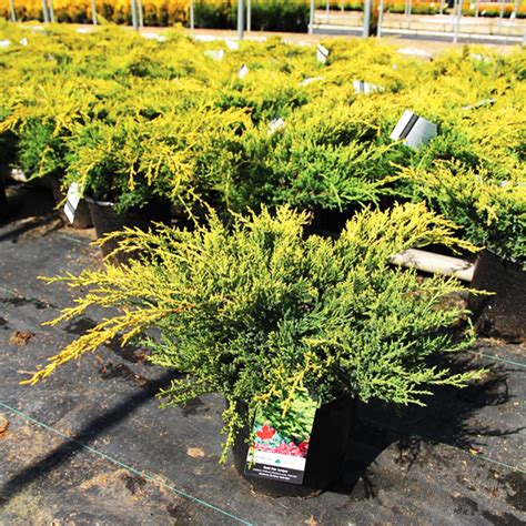 Gold Star Juniper For Sale Online | The Tree Center