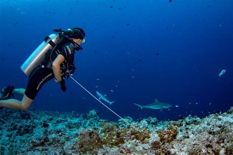 Dive Palau, The Ultimate Guide | Palau Dive Adventures