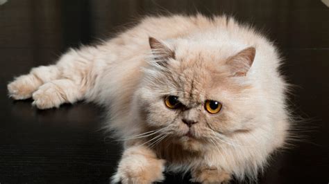 Doll Face Persian Cat: Everything you need to know - Cat Queries