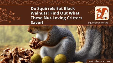 Do Squirrels Eat Black Walnuts? Find Out What These Nut-Loving Critters ...