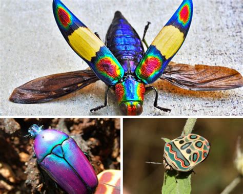 5 of the Most Beautiful Bugs on the Planet | Featured Creature