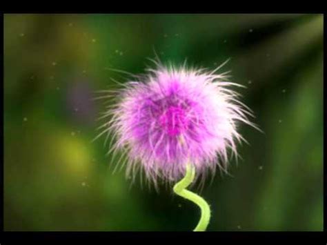 Horton Hear's a who test flower - YouTube