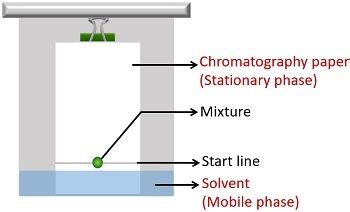 Separation of Plant Pigments by Paper Chromatography - Biology Reader