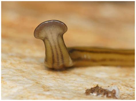 Toxic and Invasive Hammerhead Flatworm Species Discovered in US ...