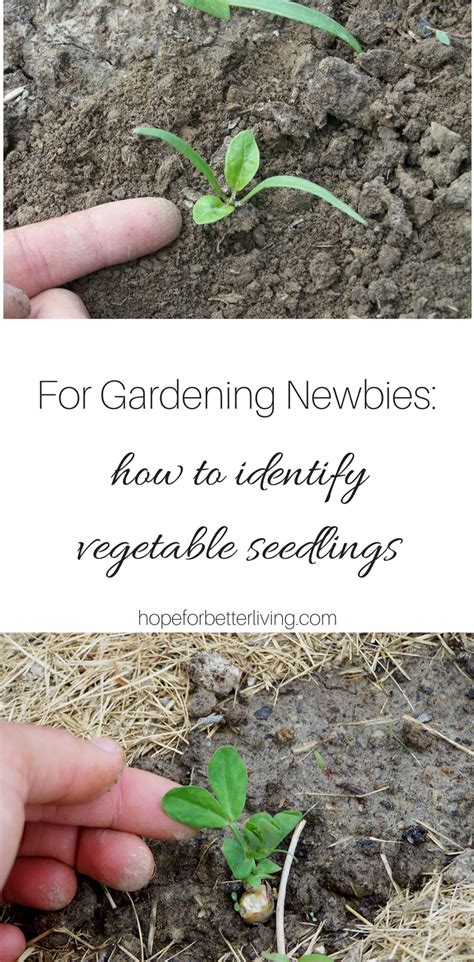 How to Identify Seedlings in the Vegetable Garden • a traditional life