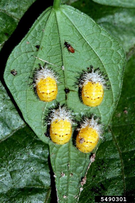 Mexican bean beetle (Epilachna varivestis)