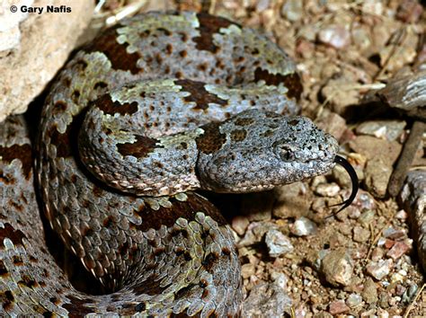 Banded Rock Rattlesnake - Crotalus lepidus klauberi