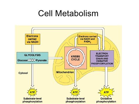 Cell metabolism