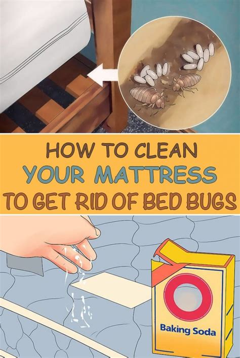 How To Clean Your Mattress To Get Rid Of Bed Bugs - Simple Tips for You