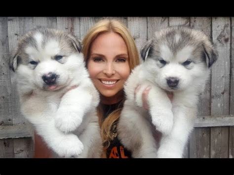 Alaskan Malamute Puppies For Sale In Canada / Alaskan Malamute Puppies ...