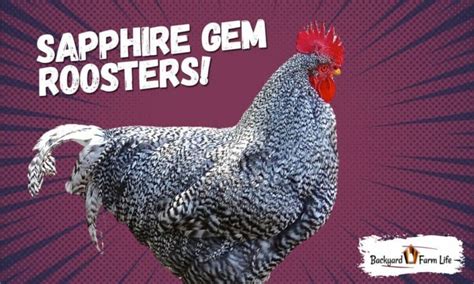 Sapphire Gem Roosters (Characteristics, Temperament, & More)