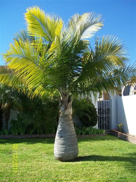 Majestic Palm | Jardin con palmeras, Tipos de palmeras, Paisaje tropical