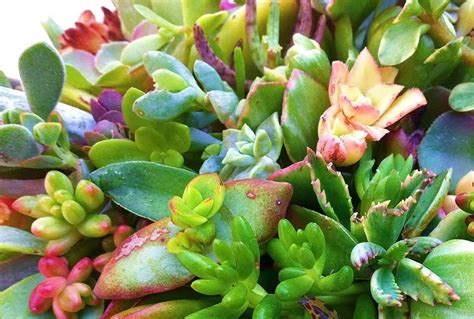 How To Take Care Of Baby Succulents | Chicago Land Gardening