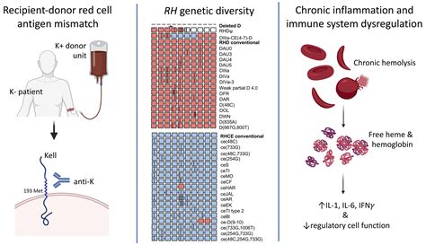 Red cell transfusion and alloimmunization in sickle cell disease | Haematologica