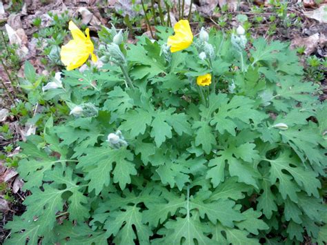 Celandine Poppy | New Jersey Botanical Garden