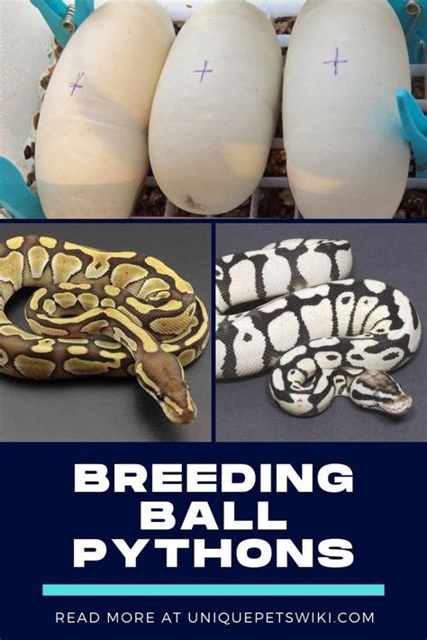 Breeding Ball Pythons | Ball python, Python, Ball