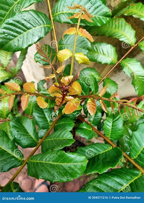 This is a Matoa Tree (Pometia Pinnata) Stock Photo - Image of flower, plant: 204571216