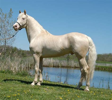 Cremello Horse Facts with Pictures | HorseBreedsPictures.com