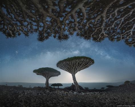 A Magical Series Captures the Gnarled Branches of Socotra's Dragon Blood Trees — Colossal