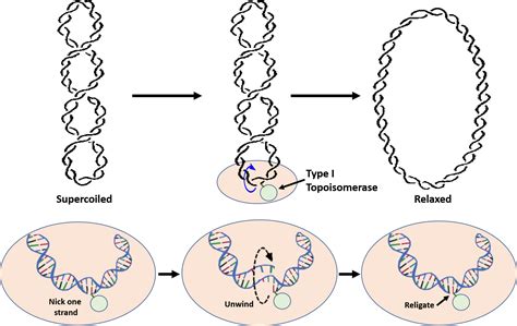 Chapter 9: DNA Replication - Chemistry