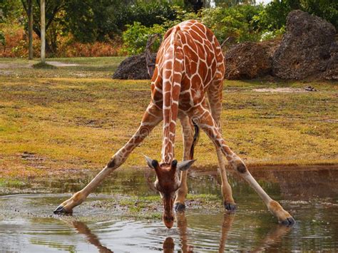 Drinking Giraffe Stock Photos - Image: 23265103