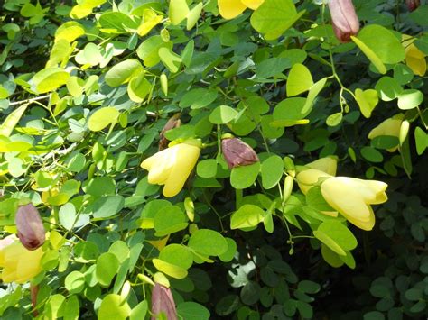 Bauhinia tomentosa (St. Thomas Tree) - Richard Lyons Nursery, Inc.