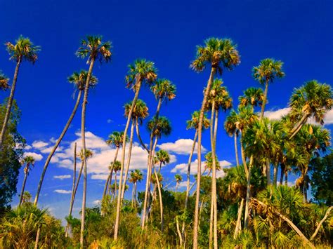 Tallest Sabal Palms Youve Ever seen. - DISCUSSING PALM TREES WORLDWIDE - PalmTalk