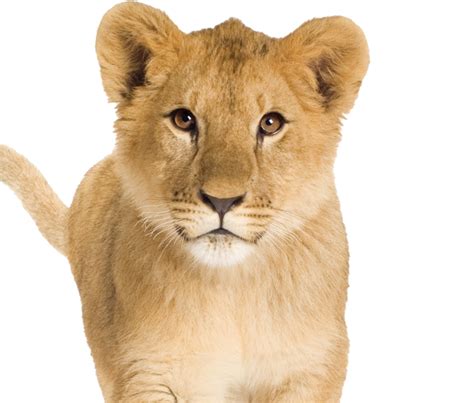 Lion Cub PNG Transparent Images