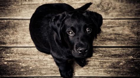 Black Lab Puppy Wallpaper - Animals HD Wallpapers - HDwallpapers.net