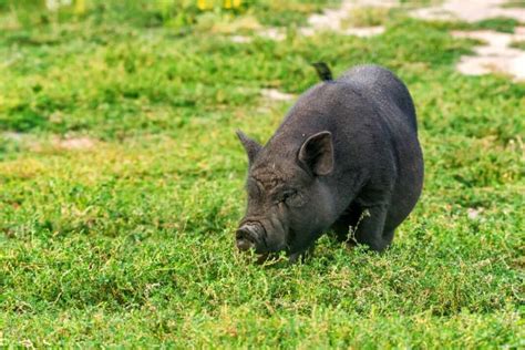 Guinea Hog Facts: Origin, Size, Physical Characteristics, Pros, and Cons