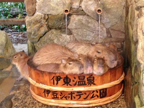 Capybara hot springs are back: Rodent-friendly onsen now available all over Japan | SoraNews24 ...