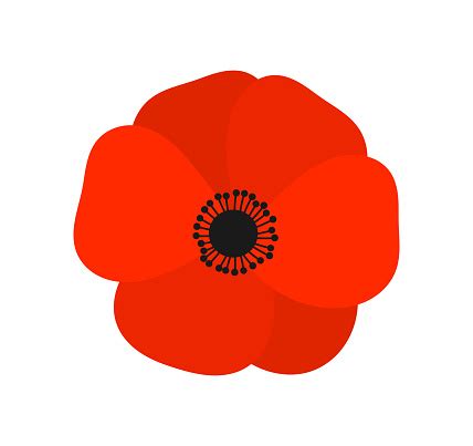 Red Poppy Flower Stock Illustration - Download Image Now - Poppy ...