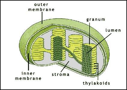 Stroma. Causes, symptoms, treatment Stroma