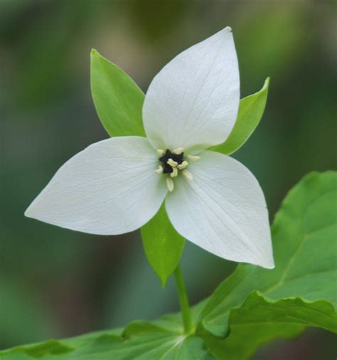 North Carolina Native Plants Society - Native Plants Gallery - Trillium simile - sweet white ...