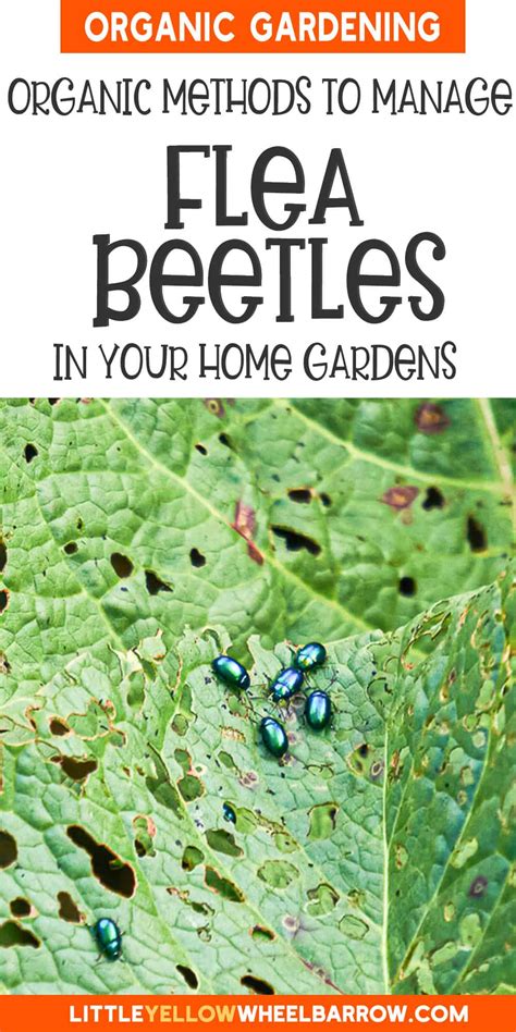 Organic Flea Beetle Control: Methods to Protect Your Garden