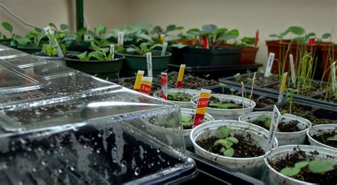 Less Noise, More Green: Germinating seeds indoors: some like it hot, some like it cold