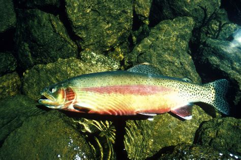 ADW: goldentrout.jpg